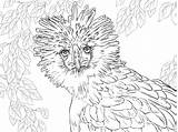 Eagle Coloring Pages Philippine Drawing Philippines Endangered Printable Realistic Portrait Harpy Animals Supercoloring Ausmalbilder Bald Zum Malvorlagen Bird Nature Por sketch template