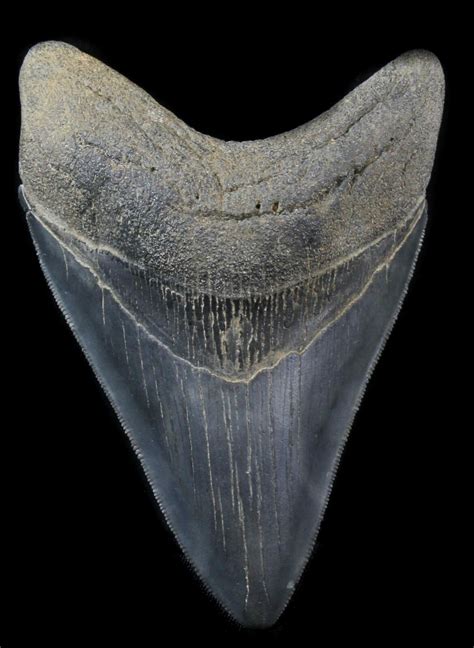 Sharp 452 Megalodon Tooth Georgia River Find 30370 For Sale