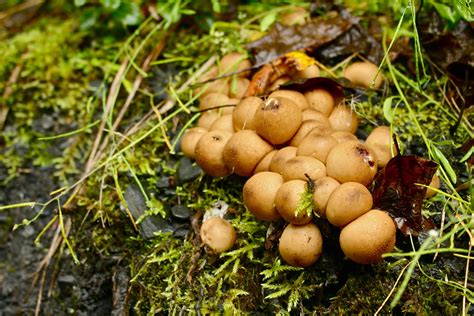 Mushrooms In Alaska Photography By Emma Pardini Alaska Photography