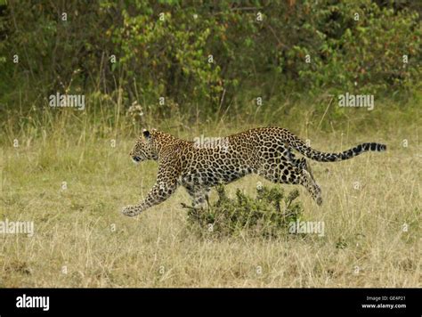 Predator Chasing Prey Hi Res Stock Photography And Images Alamy