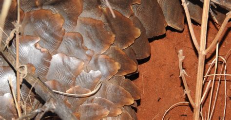 According to sources close to the case who requested for anonymity, the two suspects are alleged wildlife traffickers specialized in the sale of pangolin scales.one's role is to move and buy. Pangolin research in the Kalahari - Africa Geographic