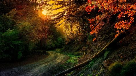 Path Between Colorful Autumn Trees Wallpapers Wallpaper Cave