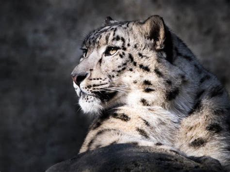 Snow Leopard Tracking In The Himalayas Responsible Travel