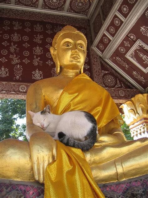 Random Zen Cats Who Could Be Spiritual Gurus Best Random Tools