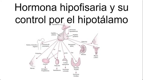 Hormona Hipofisiaria Y Su Control Por El Hipot Lamo Fisiolog A Youtube