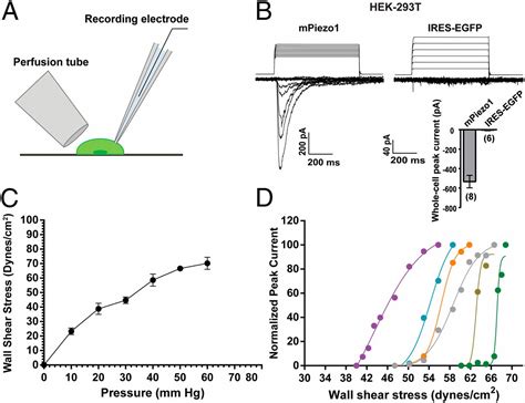 Piezo1 A Mechanically Activated Ion Channel Is Required For Vascular