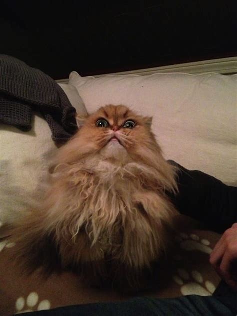 31 Cats Who Have Seen Things You Wouldnt Believe Funny Animal Pictures