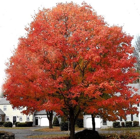 Really Red Maple Tree Photograph By Patricia Sundik