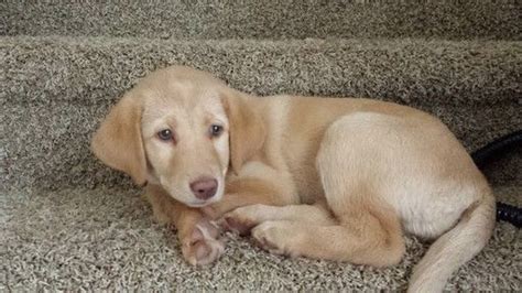 Browse our puppies and fall in love. Labrador Retriever puppy for sale in COLORADO SPRINGS, CO ...
