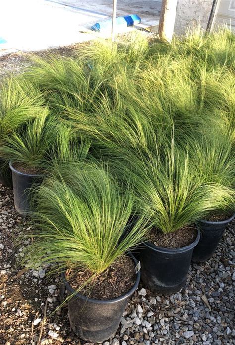 Mexican Feather Grass 5 Gallon For Sale In Moreno Valley CA OfferUp