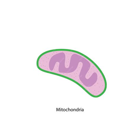 Premium Vector Mitochondria Histology Vector