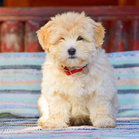 Havanese Puppies For Sale - Petland Great Lakes