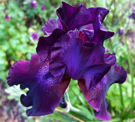 Dark Blue Iris Les Fleurs Pinterest Iris Garden Amazing Flowers