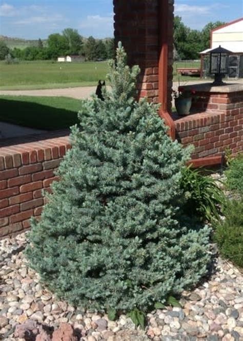 Sesters Dwarf Blue Spruce 7 Tc Nursery