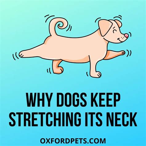 8 Reasons Why Dog Keep Stretching Its Neck Oxford Pets