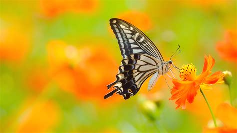 Picture Of Butterfly On Flower In 4k Ultra Hd Resolution