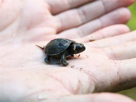 New Jersey Designates First State Reptile The Bog Turtle