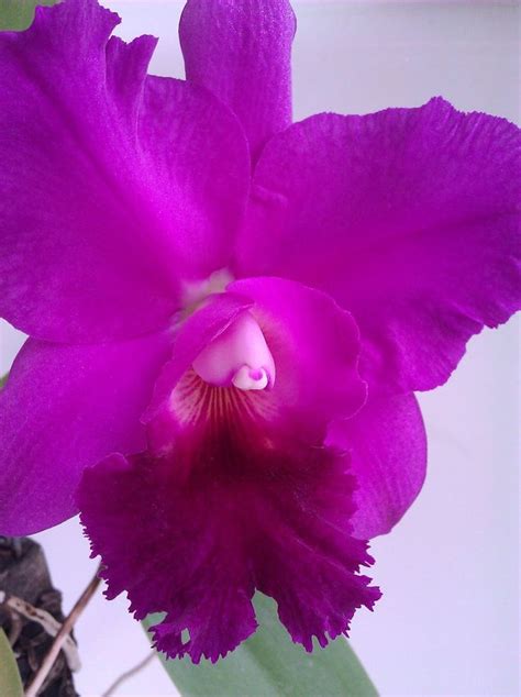 Day 3 Enjoying The Full Bloom Of My Orchid Colombias National Flower