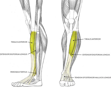 Lateral Leg Anatomy
