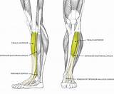 The flexor digitorum longus muscle is located on the inner side of the leg by the tibia. Muscles of the Leg and Foot - Classic Human Anatomy in ...