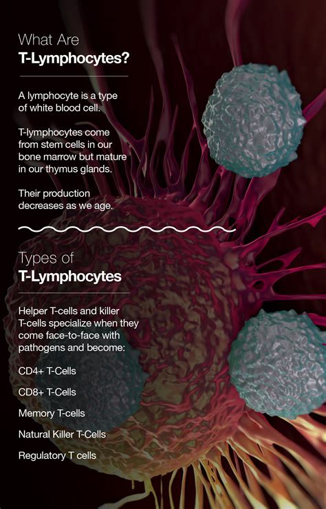 T Lymphocytes How Your T Cells Save Your Life The Amino Company