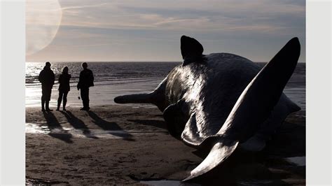 The Mystery Of The Washed Up Whales Bbc Culture