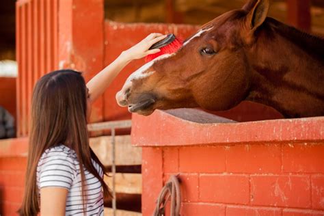 Hybrid models are typically the bed type that comes with the highest price tag. How Much Does It Cost To Own a Horse? | Wonderopolis