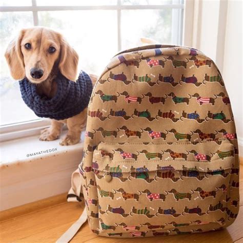 Backpack 🎒our Favorite Backpack Is Ready For You Dachshund Dog