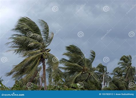 Beginning Of Tornado Or Hurricane Winding And Blowing Coconut Palms