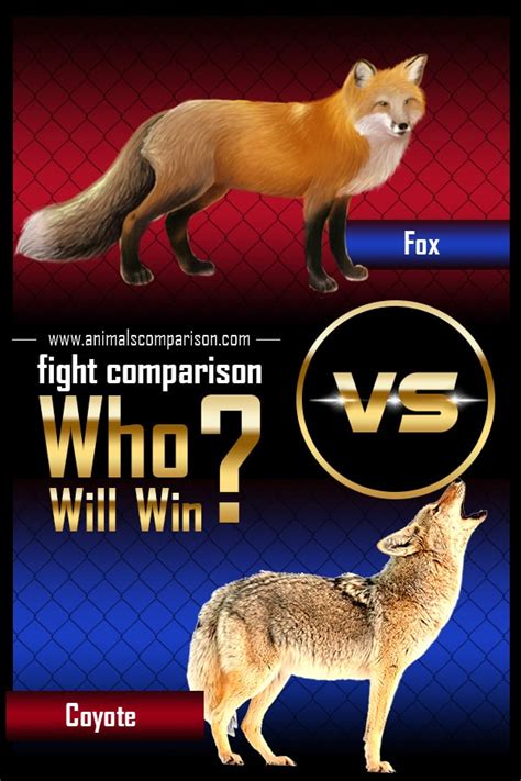 Fox Vs Coyote Fight Comparison Who Will Win