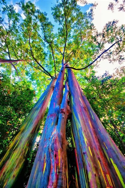 The Amazing Rainbow Eucalyptus Tree Has Exfoliating Grey Bark That