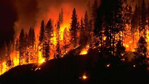 Orman Yangınları Ile Ilgili Afiş Afişler TurkMSIC Türk Tıp