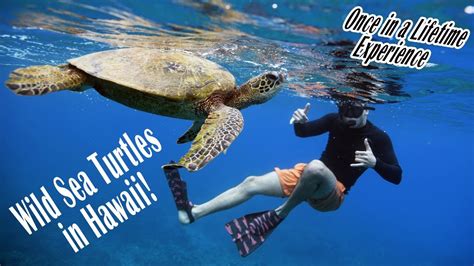 swimming with sea turtles in hawaii youtube