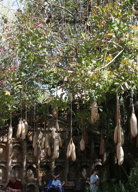Sausage Tree Seed Pods Kigelia Is A Genus Of Flowering Pla Flickr