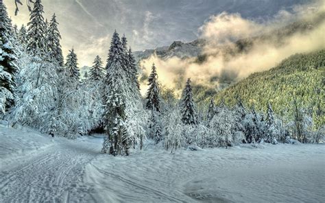 Fog Rising From The Snowy Forest 2 Wallpaper Nature Wallpapers 35932