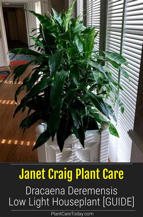 The plant tolerates low light, low humidity, even temporarily dry soil. Janet Craig Plant: Dracaena Deremensis Low Light ...
