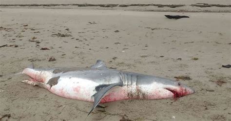 Enormous 11ft Corpse Of Great White Shark Mysteriously Washes Up On