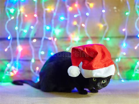 633 Black Cat Santa Claus Red Hat Stock Photos Free And Royalty Free