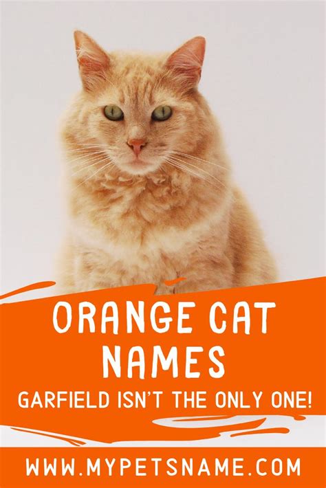 Orange Cats Male Names