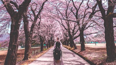 Japan Cherry Blossoms 2020 Forecast