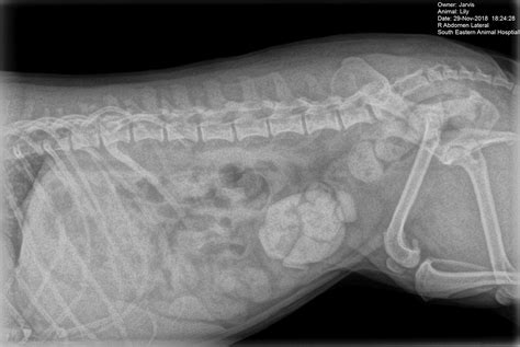 A urinalysis may prove your dog has a bladder infection. Bladder Stone Removal Surgery for Pets and Dogs in Brisbane