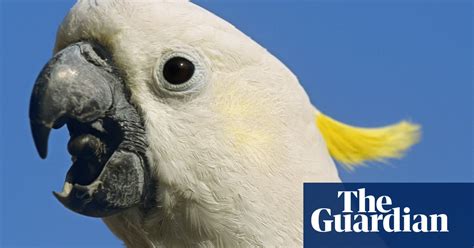 Voter Fraud Detected In Guardians Australian Bird Of The Year Poll