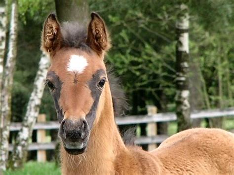 15 Horses With Really Cool Facial Markings Horse Nation
