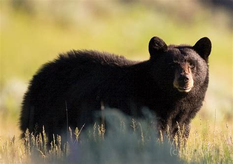 Black Bear At Sunrise Yellowstone National Park Ed Fuhr Photography