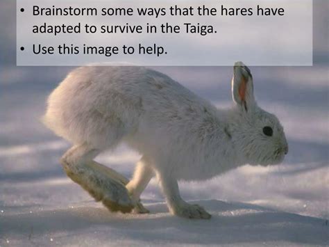 Ppt The Snowshoe Hare A Study In Adaptations And Climate Change