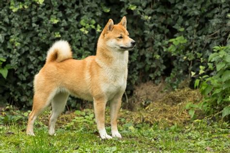 Japanese Shiba Inu Dog Breed Information Buying Advice