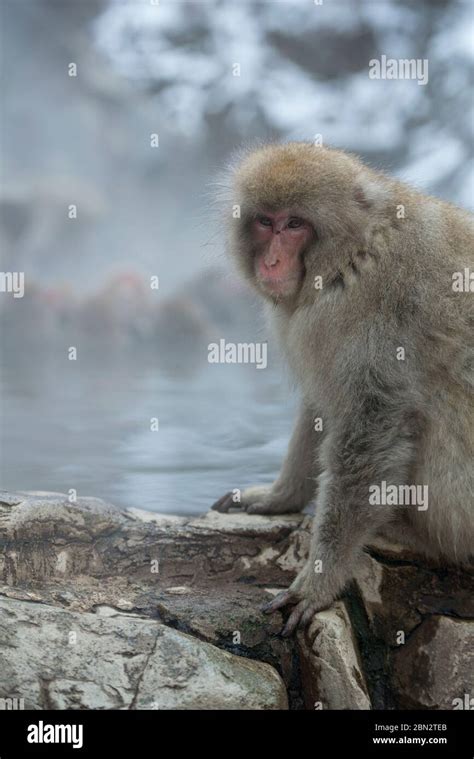 Japanese Macaque Monkey Macaca Fuscata By Hot Spring Bath Jigokudani