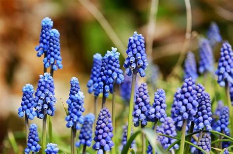 Questo set di mano dipinto acquerello clip art è sicuro per voi con una varietà di fiori e piante tra cui primi crochi, borgogna papaveri e molto altro ancora! Piante con Fiori Blu