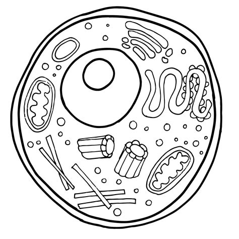Free Animal Cell Clipart Animal Cell Cell Parts Animal Cell Drawing