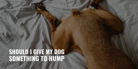 Should I Give My Dog Something To Hump Hormones Play And Faq